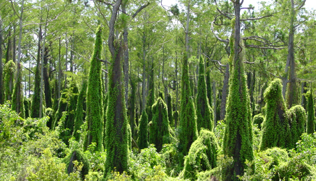 Old world climbing fern overtaking native habitat.